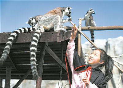 小學生與環(huán)尾狐猴互動。張進剛攝