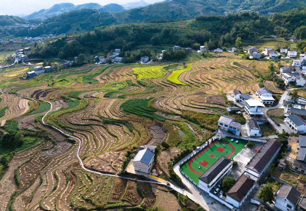 世界灌溉工程遺產(chǎn)鳳堰梯田迎來(lái)收獲季